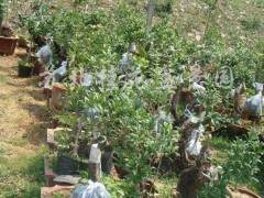 苏北盆景协会联盟成立