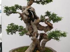 波市盆景协会在绿野山居召开2015年度大会