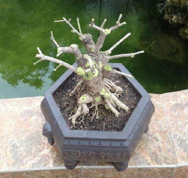 烟台第十二届黄海盆景精品展