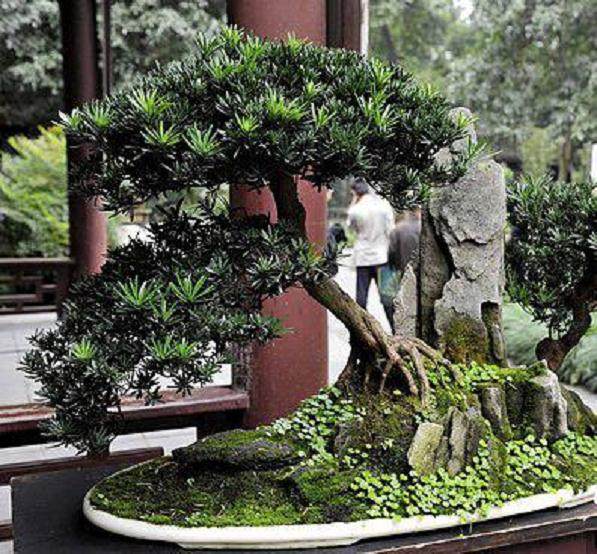 江苏如皋盆景惊艳世园会