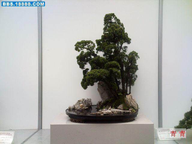 上海盆景赏石协会副会长兼秘书长程小华