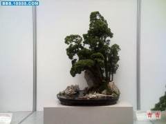 上海市盆景赏石协会副会长兼秘书长程小华