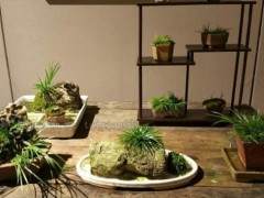 中韩日国际菖蒲品种展在无锡苏珈美术馆隆重举办