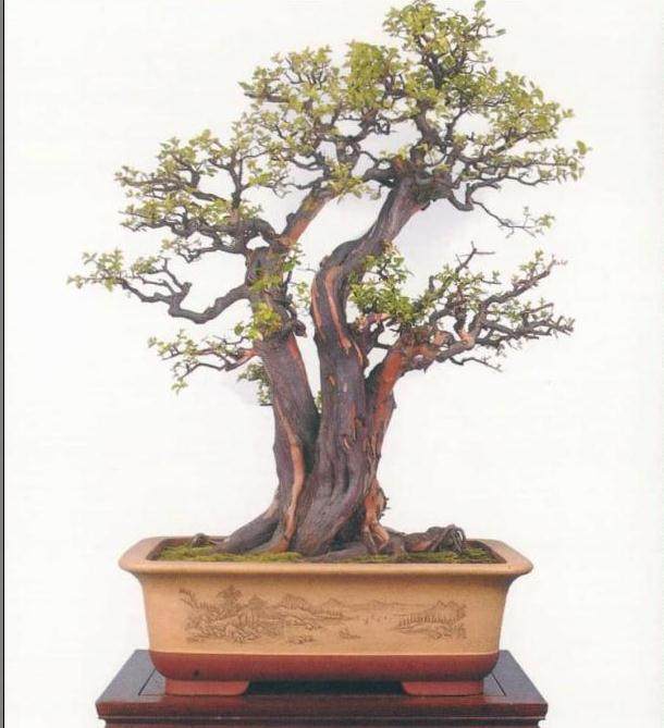 雀梅盆景怎么养护管理的方法