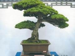 上海市届龙大杯盆景奇石精品展