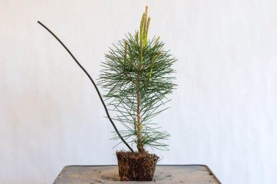 图解 种植小品松树盆景的替代方法