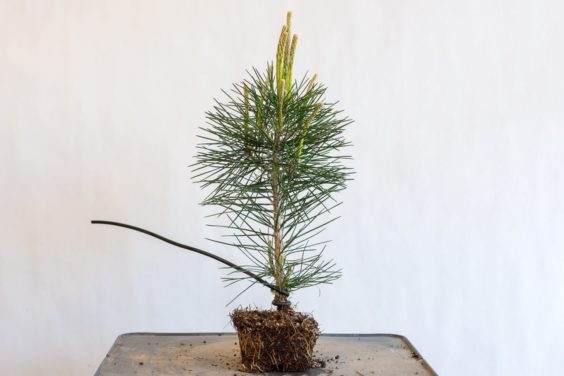 在盆景主干上有两圈电线低