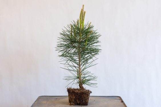 两岁的黑松盆景 - 从树干底部14英寸