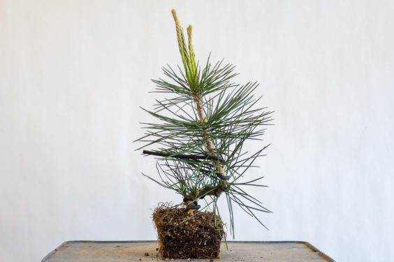 图解 种植小品松树盆景的替代方法