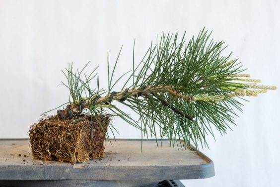 图解 种植小品松树盆景的替代方法