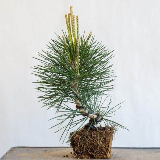 弯曲完整 - 从盆子底部12英寸