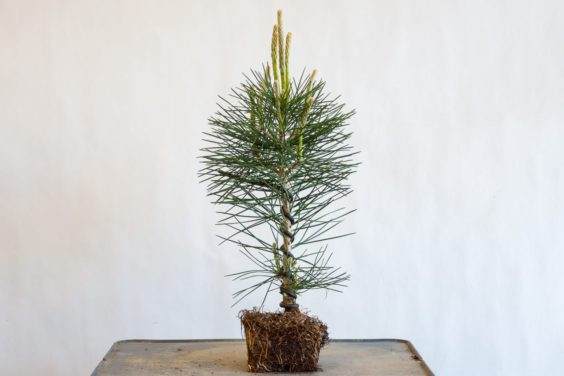 图解 种植小品松树盆景的替代方法