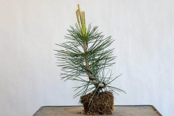 修剪盆景侧枝后。