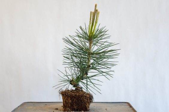 图解 种植小品松树盆景的替代方法