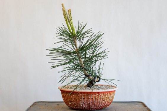 图解 种植小品松树盆景的替代方法