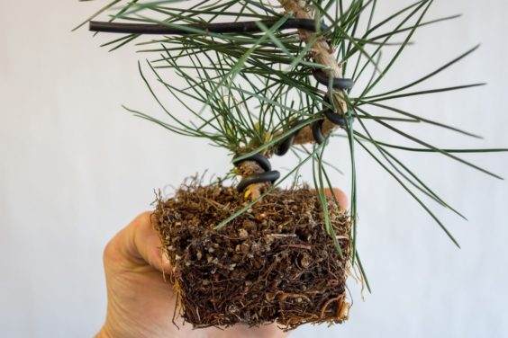 图解 种植小品松树盆景的替代方法