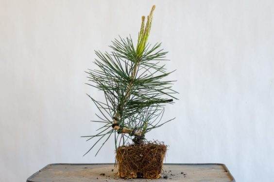 图解 种植小品松树盆景的替代方法