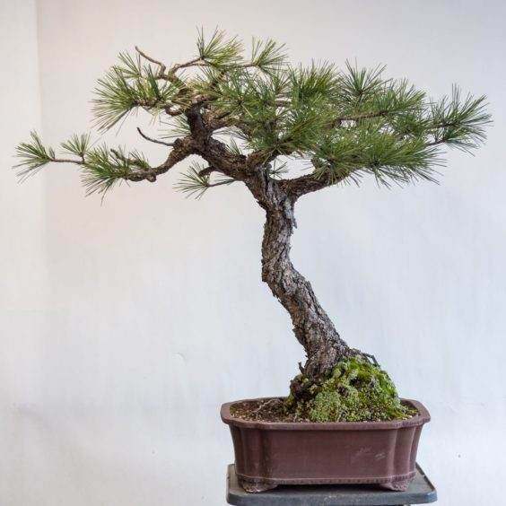 图解 对杰弗里松树盆景怎么翻盘的方法