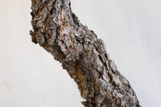 图解 对杰弗里松树盆景怎么翻盘的方法