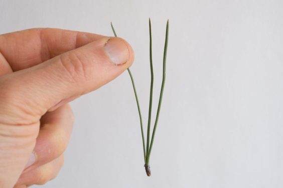 图解 对杰弗里松树盆景怎么翻盘的方法