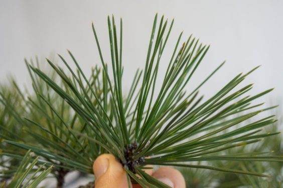 图解 对杰弗里松树盆景怎么翻盘的方法