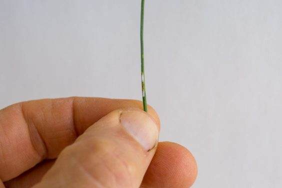 图解 对杰弗里松树盆景怎么翻盘的方法