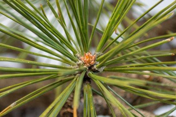 图解 对杰弗里松树盆景怎么翻盘的方法