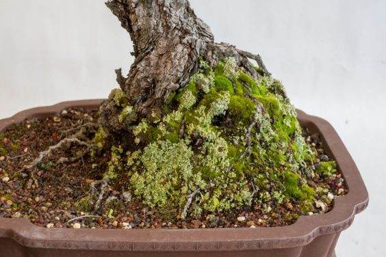 图解 对杰弗里松树盆景怎么翻盘的方法