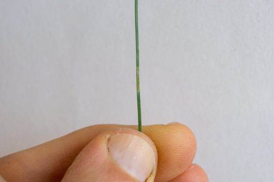 图解 对杰弗里松树盆景怎么翻盘的方法