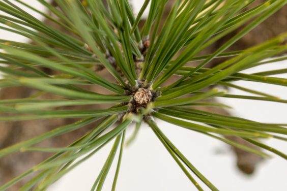 图解 对杰弗里松树盆景怎么翻盘的方法