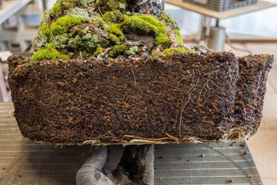 图解 对杰弗里松树盆景怎么翻盘的方法