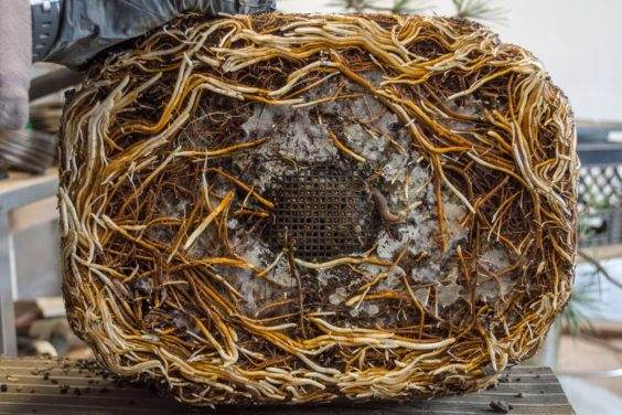 图解 对杰弗里松树盆景怎么翻盘的方法