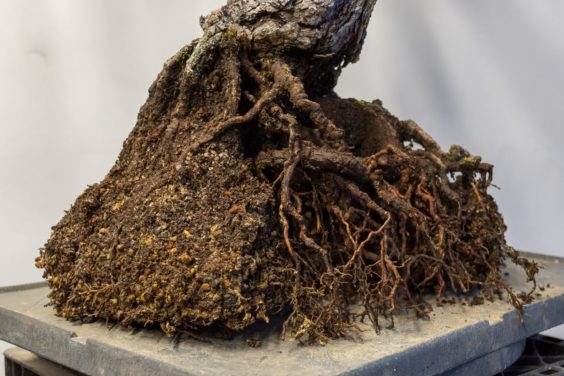 图解 对杰弗里松树盆景怎么翻盘的方法