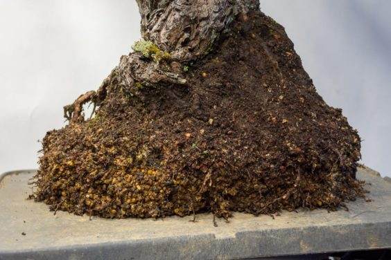 图解 对杰弗里松树盆景怎么翻盘的方法