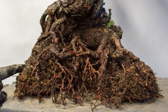 图解 对杰弗里松树盆景怎么翻盘的方法