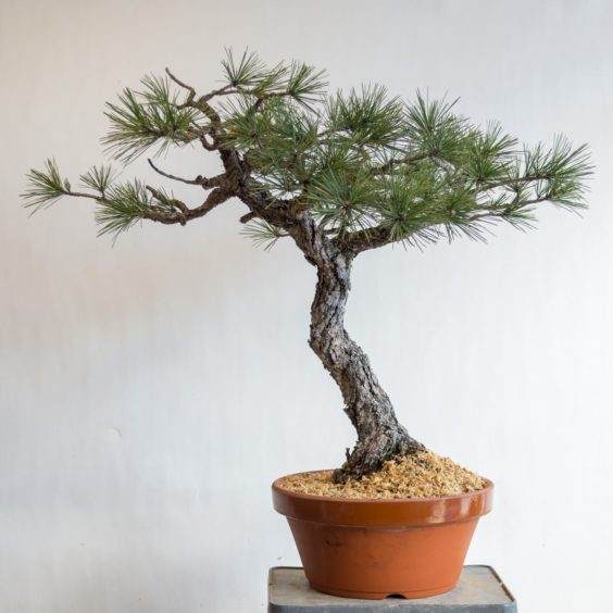 图解 对杰弗里松树盆景怎么翻盘的方法