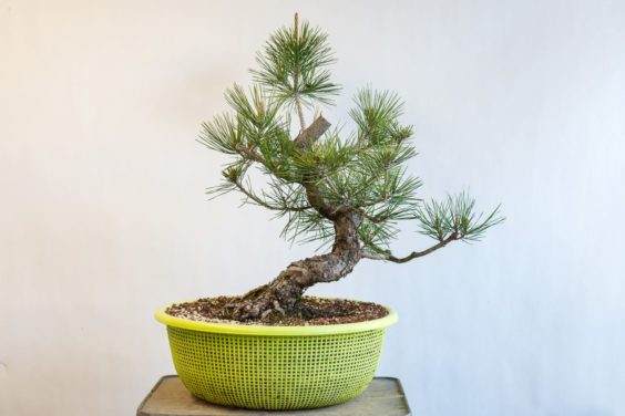 修剪盆景的牺牲分支后