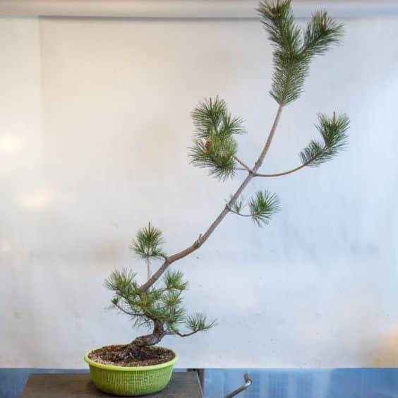 日本黑松盆景--14岁