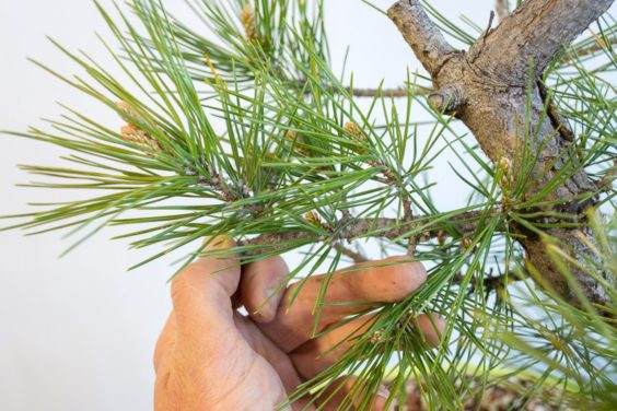 图解 如何修剪盆景的牺牲枝