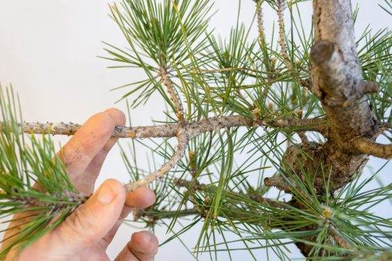 图解 如何修剪盆景的牺牲枝