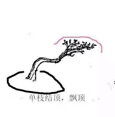 图解 盆景造型中的几种结顶类型及方法