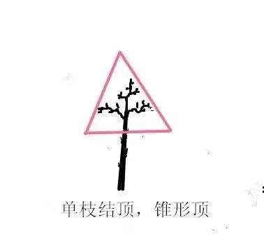 图解 盆景造型中的几种结顶类型及方法