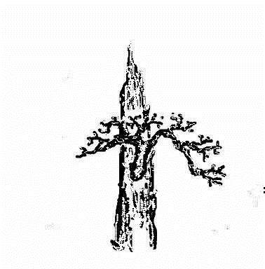 图解 盆景造型中的几种结顶类型及方法