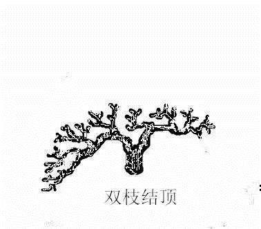图解 盆景造型中的几种结顶类型及方法