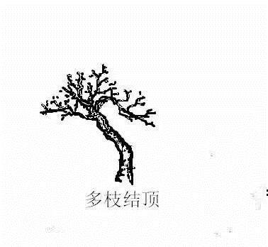 图解 盆景造型中的几种结顶类型及方法