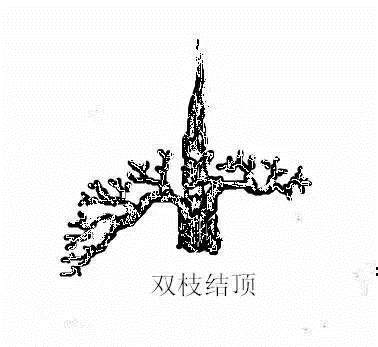 图解 盆景造型中的几种结顶类型及方法