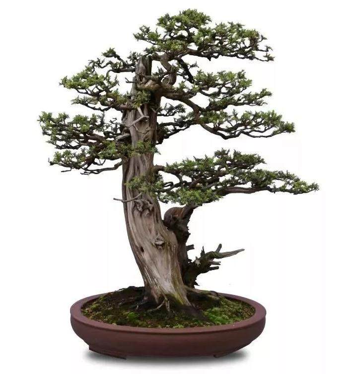 图解 树木盆景第一托枝怎么布局的方法