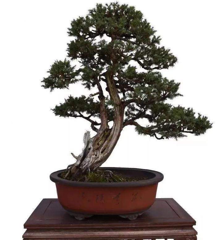 图解 树木盆景第一托枝怎么布局的方法