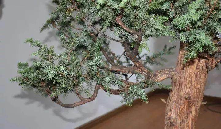 树木盆景第一托枝的布局方法