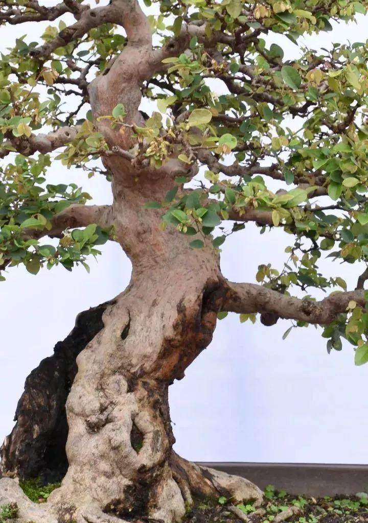 图解 树木盆景第一托枝怎么布局的方法